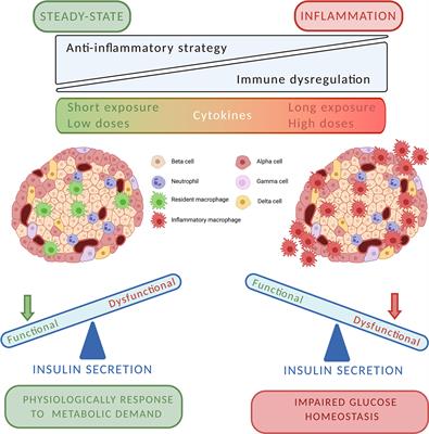 Innate Immunity Mediated Inflammation and Beta Cell Function: Neighbors or Enemies?